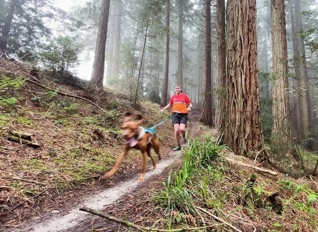 One of our early canicross runs in the local forest