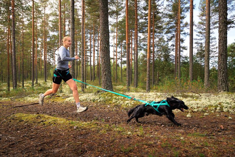 Canicross bungee leash absorbing tension while running
