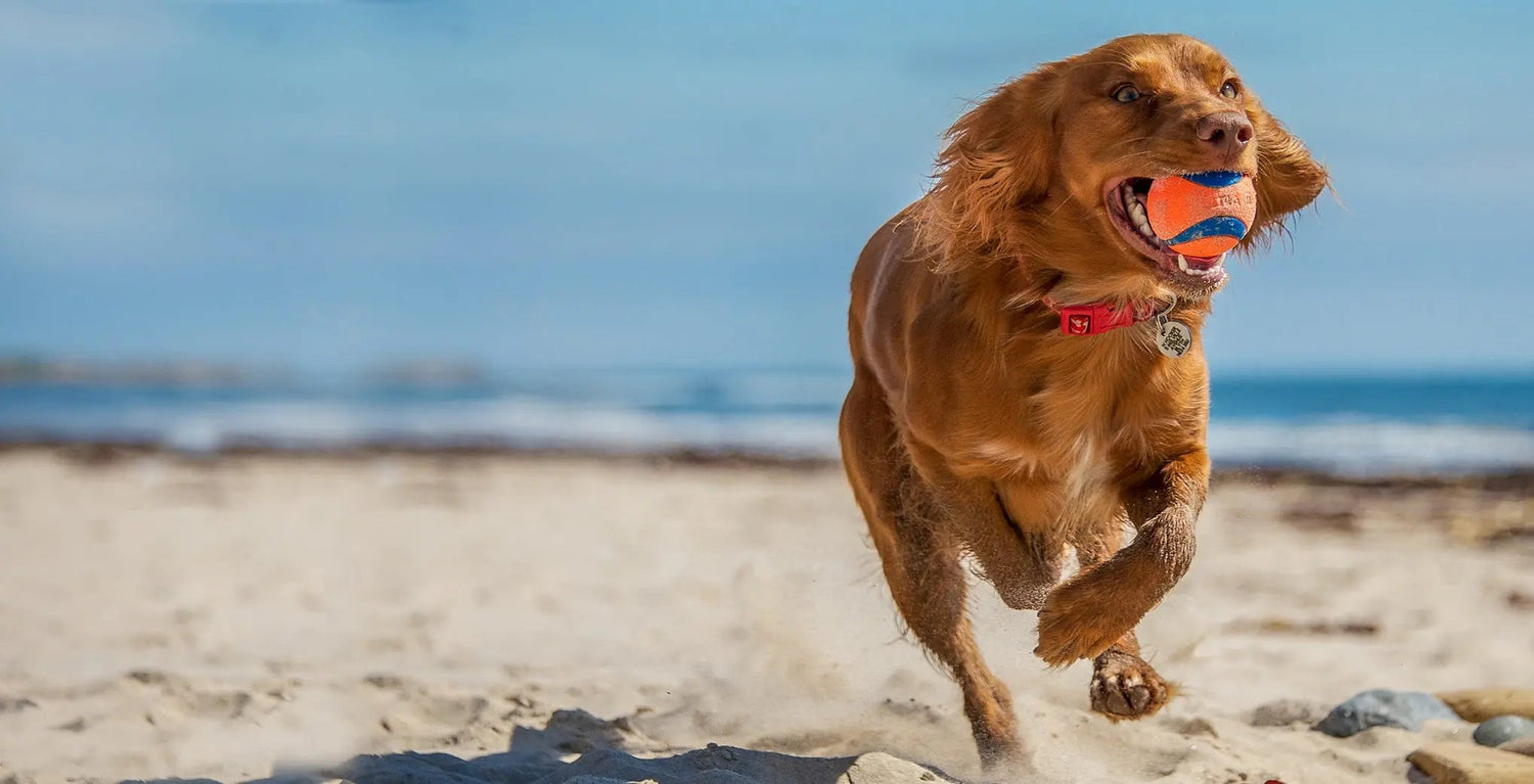 Chuckit - Wiggle and Wag