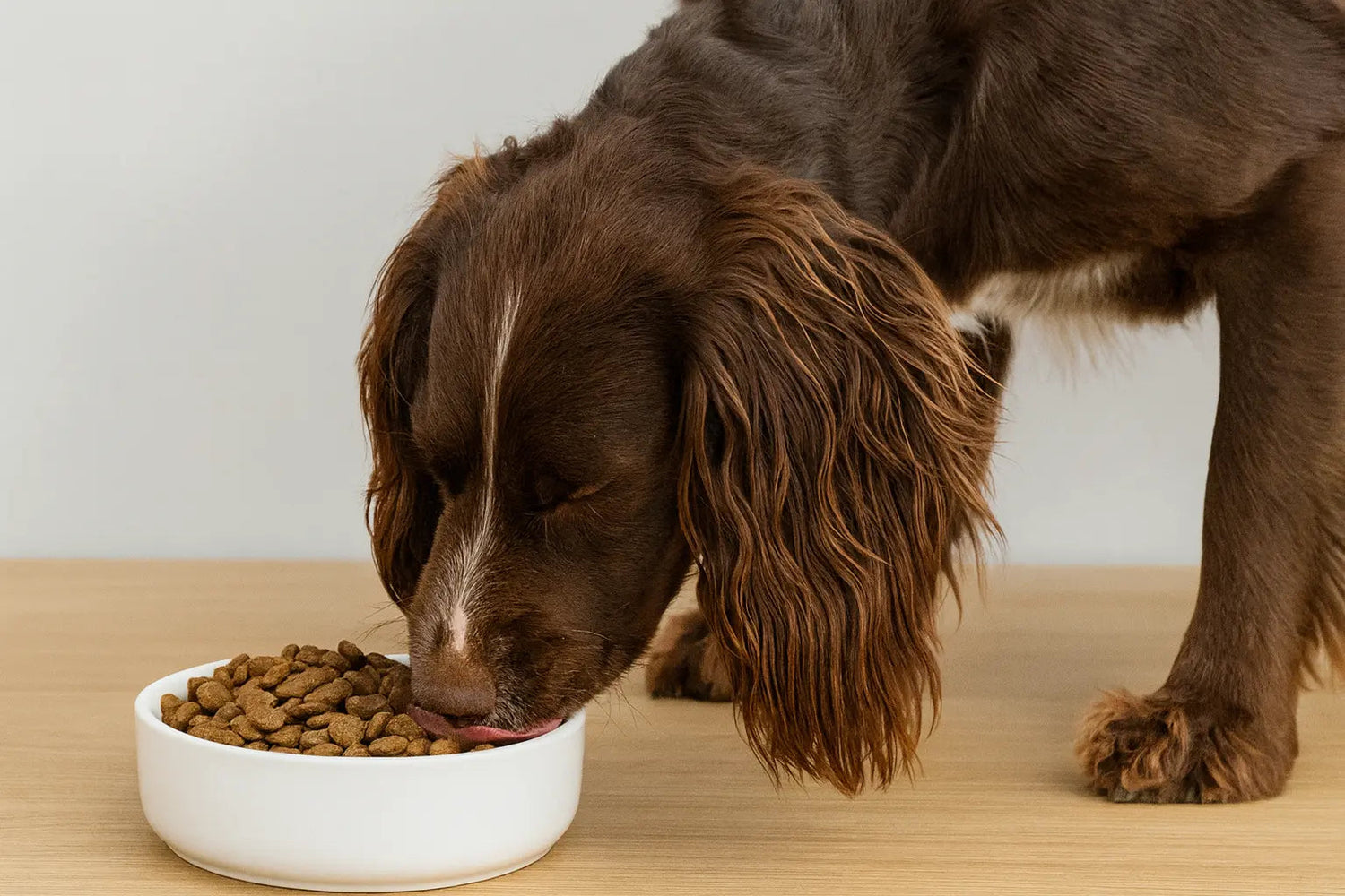 Dog Food - Wiggle and Wag