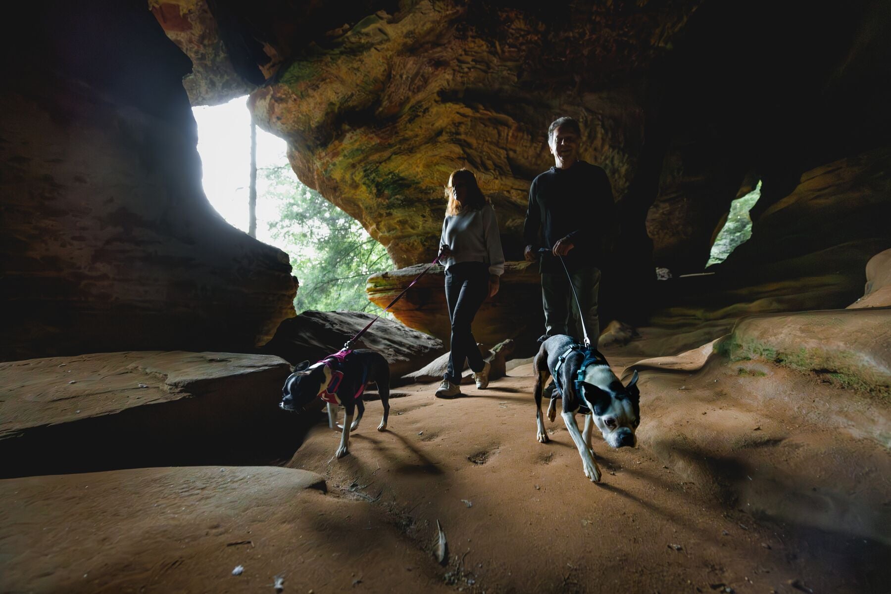 Dog wearing Ruffwear Hi and Light harness on a walk