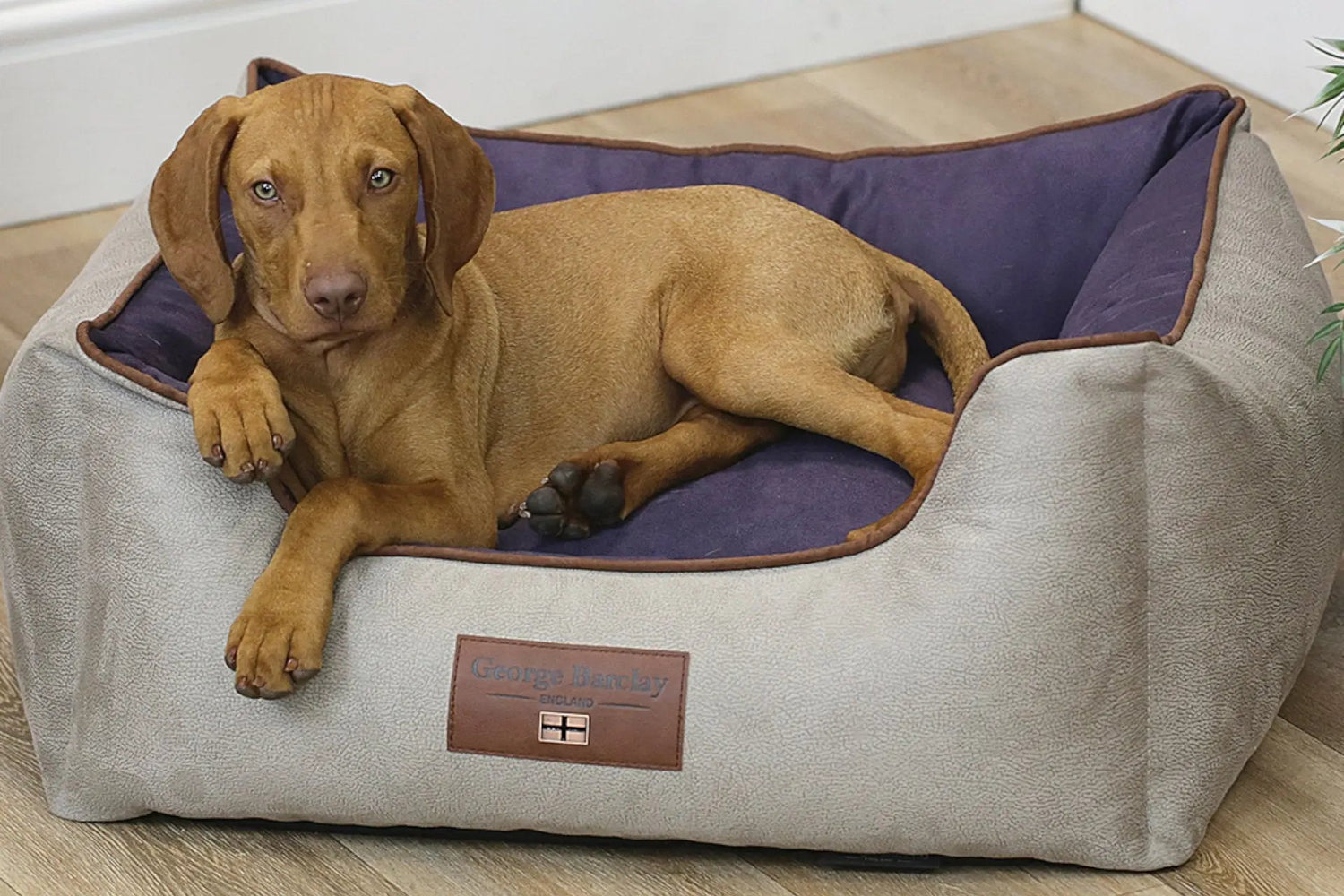 George Barclay Box Beds - Wiggle and Wag