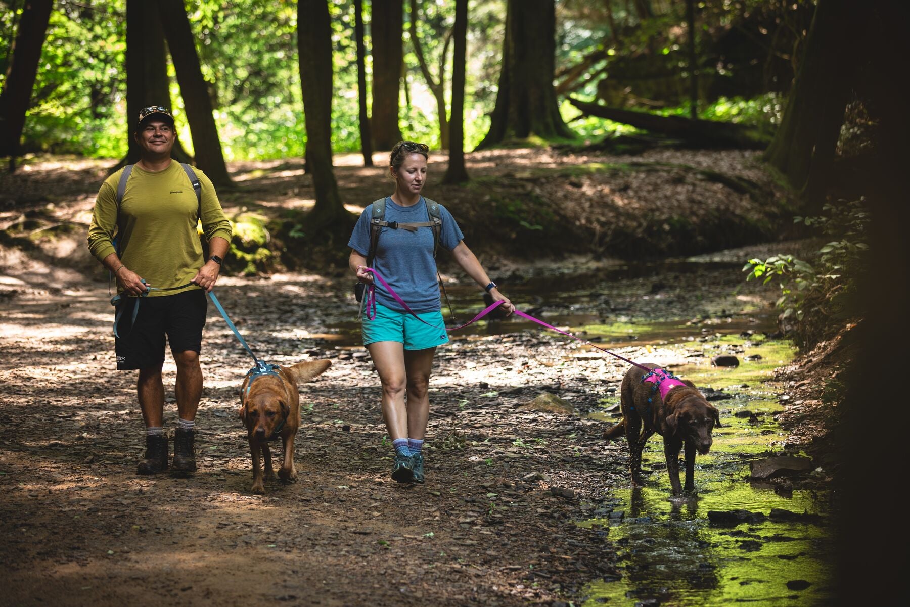 Dog wearing Ruffwear Flagline harness on a hiking trail