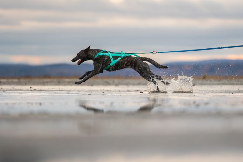 Dog pulling comfortably in a long canicross harness