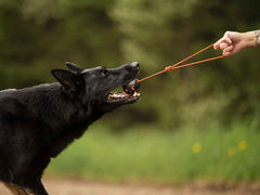 Non-stop dogwear Ball On Rope