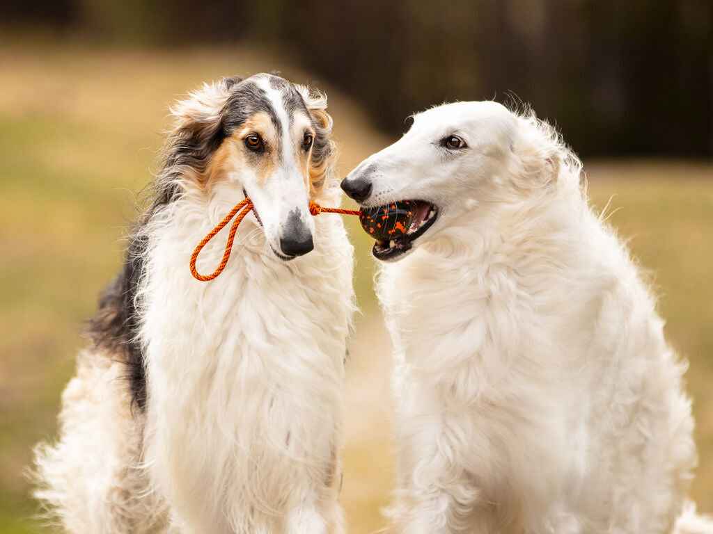 Non-stop dogwear Ball On Rope