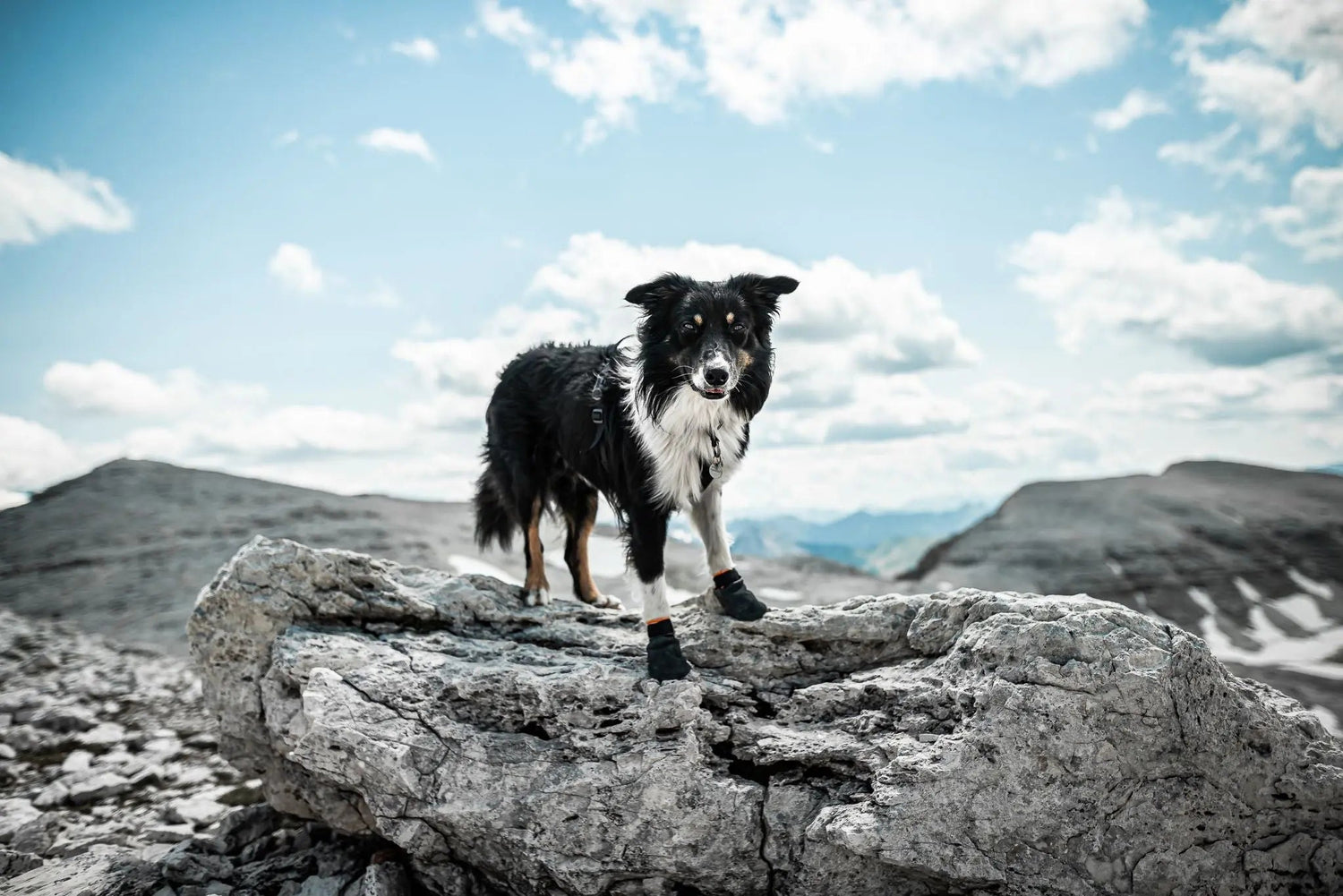 Non-stop dogwear Booties - Wiggle and Wag