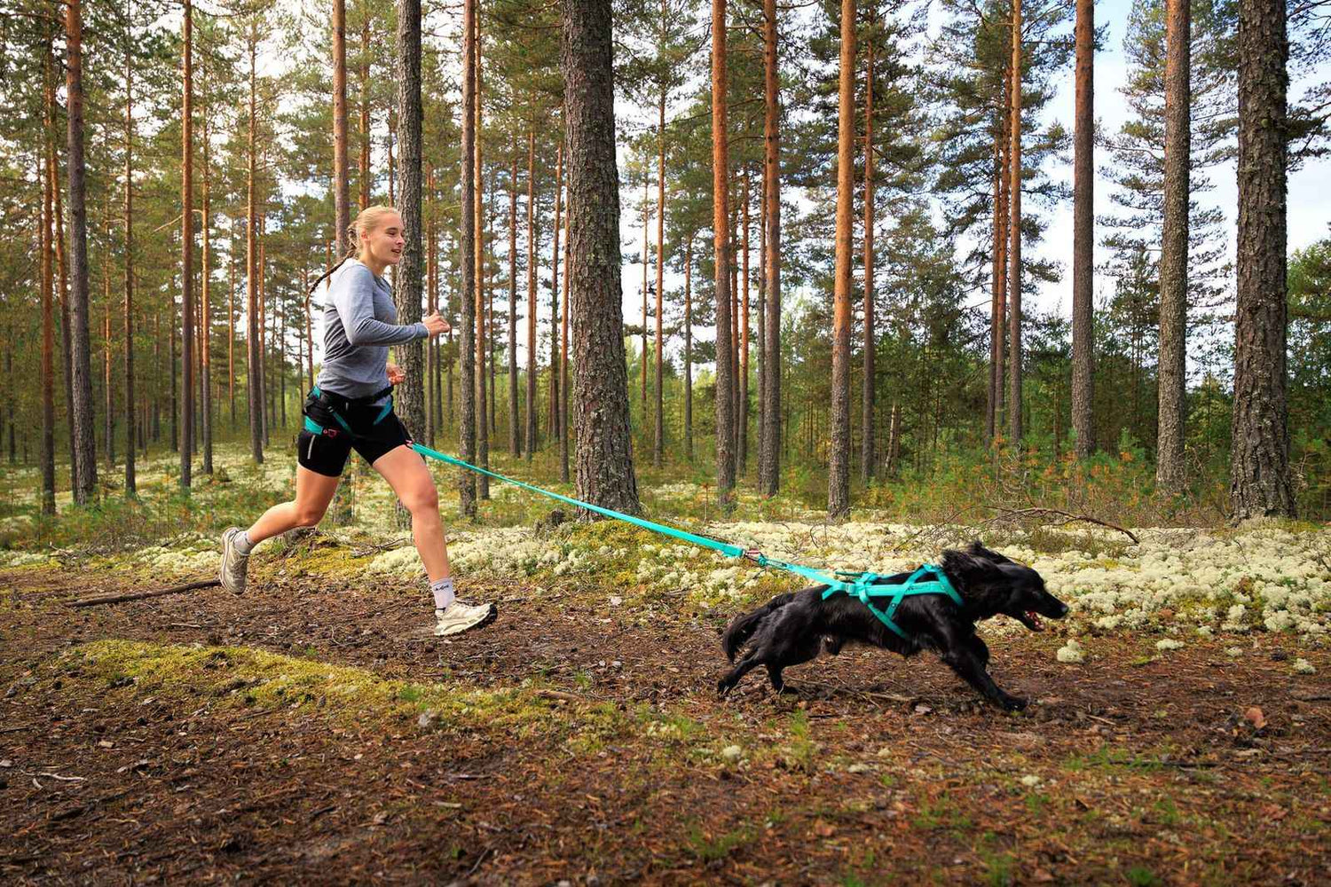Non-stop Dogwear Bungee Leash