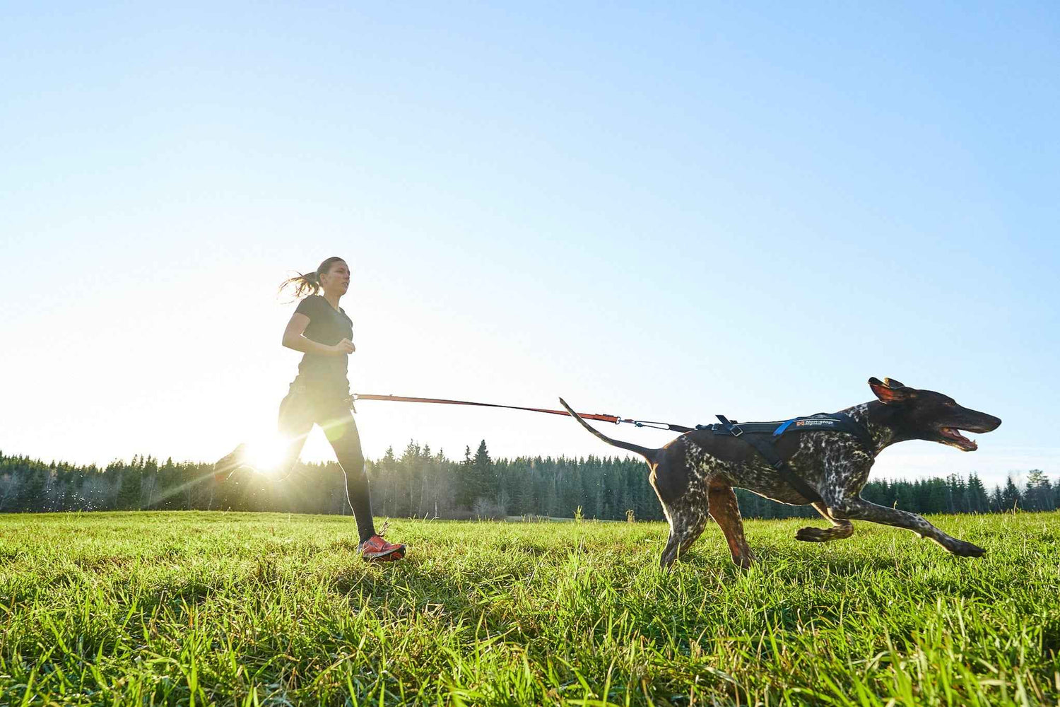 Non-stop Dogwear Bungee Leash