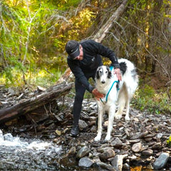 Non-stop dogwear Cooling Vest