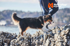 Non-stop dogwear Cruise Collar