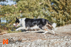 Non-stop dogwear Cruise Collar