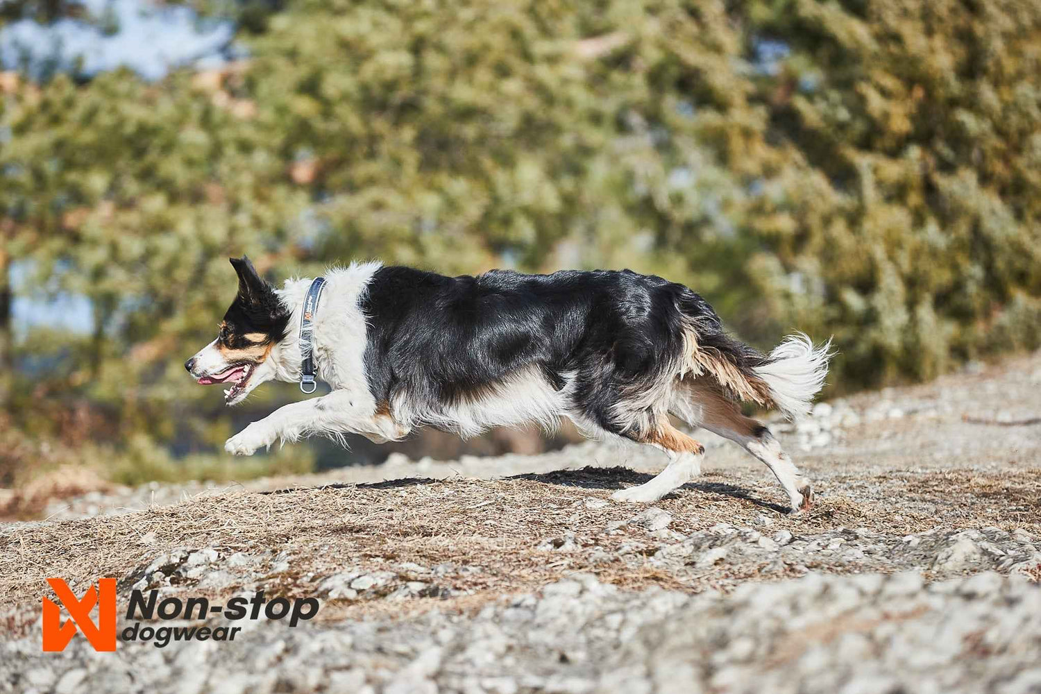 Non-stop dogwear Cruise Collar
