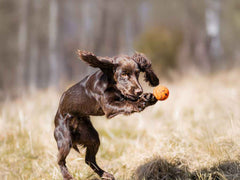 Non-stop dogwear Dog Ball