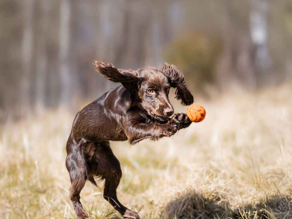 Non-stop dogwear Dog Ball