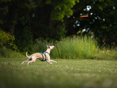 Non-stop dogwear Dog Flying Disc