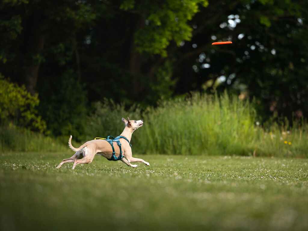 Non-stop dogwear Dog Flying Disc