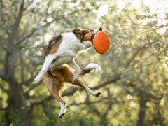 Non-stop dogwear Dog Flying Disc