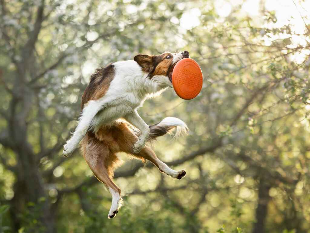 Non-stop dogwear Dog Flying Disc