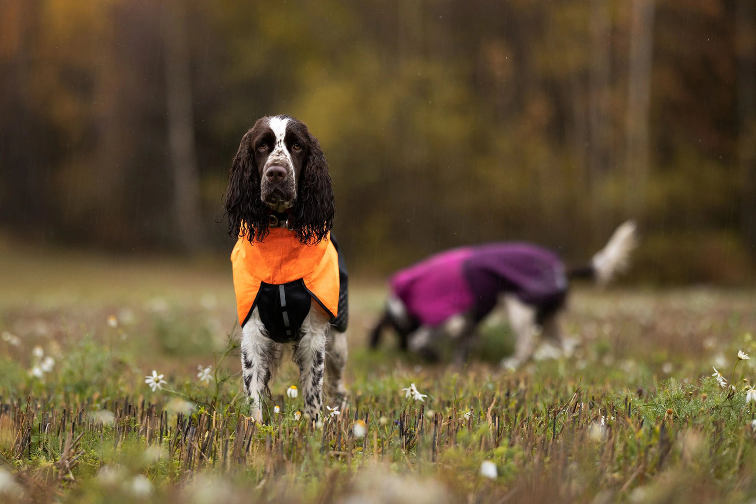 Non-stop dogwear Dog Jackets - Wiggle and Wag