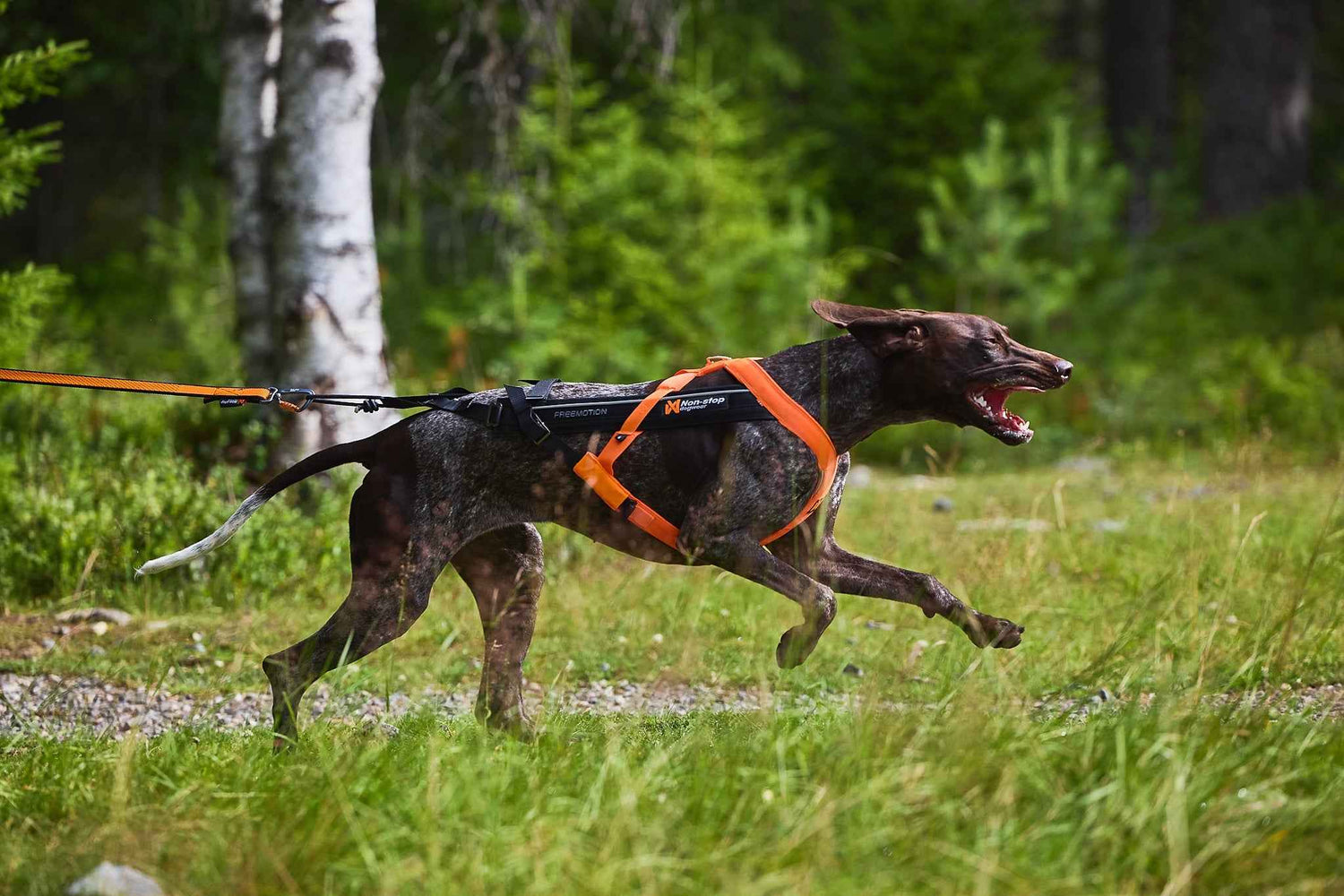 Non-stop Dogwear Freemotion Harness 5.0