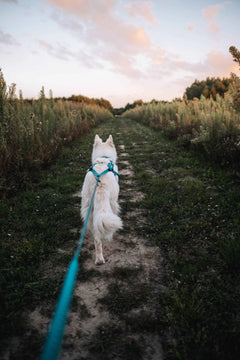 Non-stop Dogwear Freemotion Harness 5.0