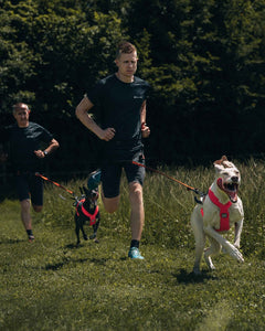 Non-stop Dogwear Freemotion Harness 5.0