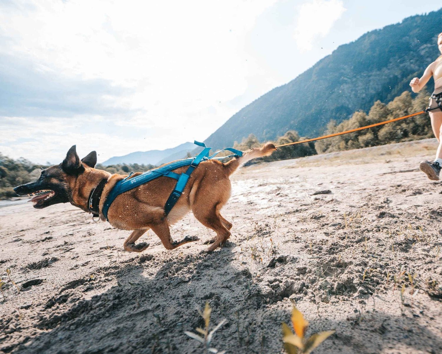 Non-stop Dogwear Freemotion Harness 5.0