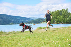 Non-stop Dogwear Freemotion Harness 5.0