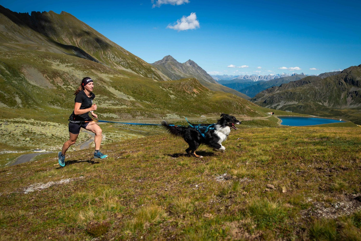 Non-stop Dogwear Freemotion Harness 5.0