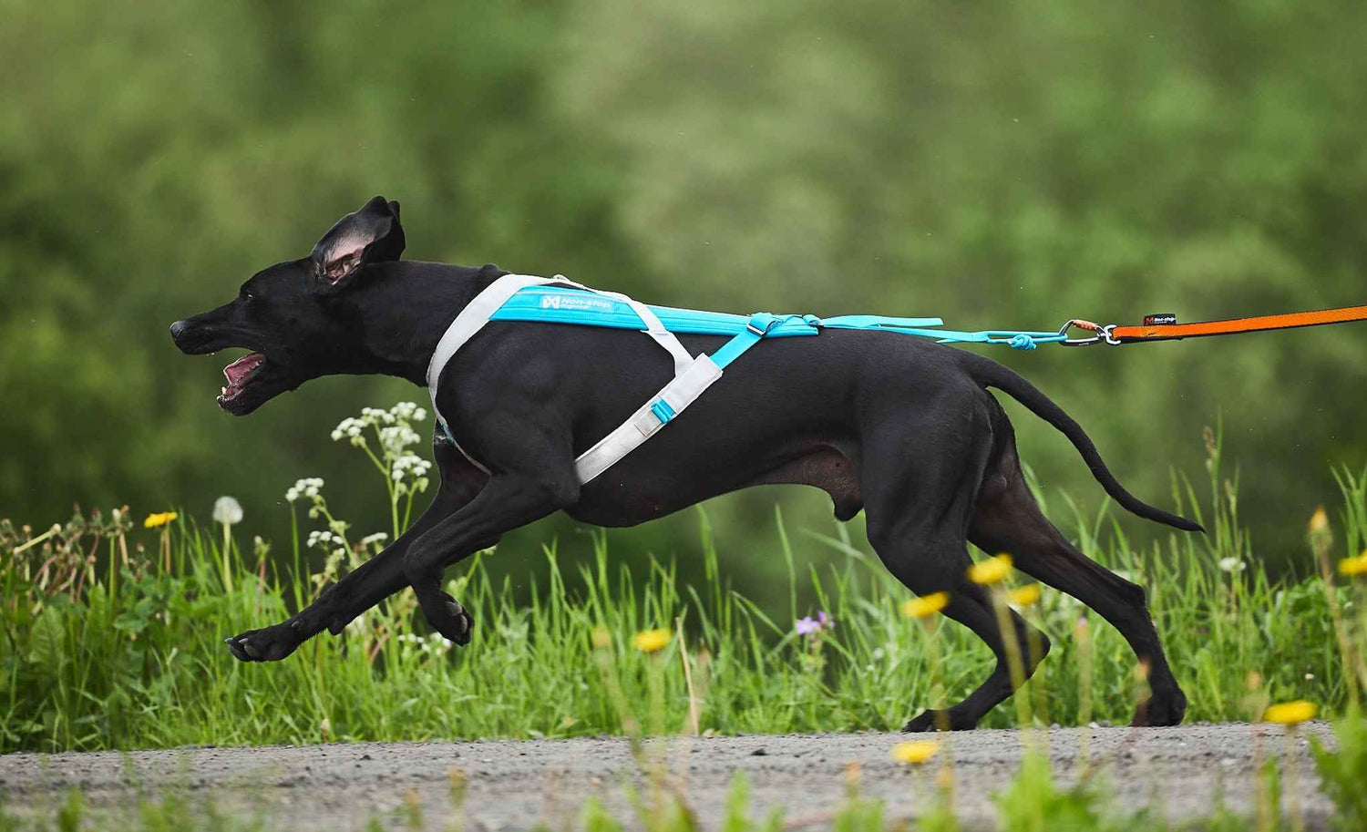 Non-stop Dogwear Freemotion Harness 5.0