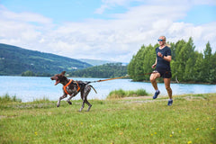 Non-stop Dogwear Freemotion Harness 5.0