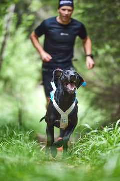 Non-stop Dogwear Freemotion Harness 5.0
