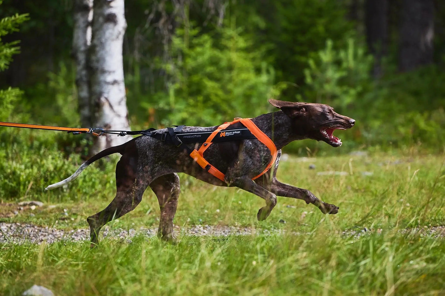 Non-stop dogwear Harnesses - Wiggle and Wag