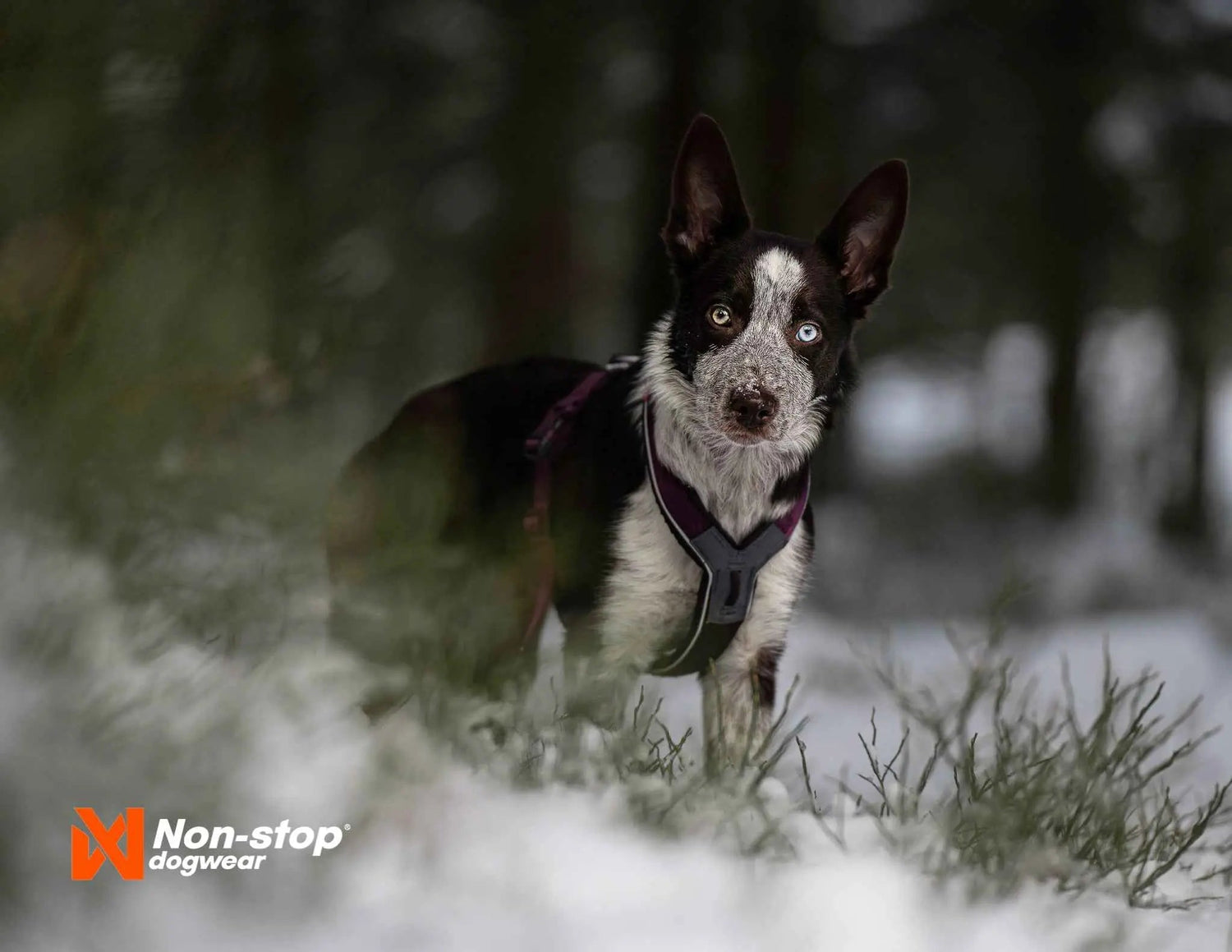 Non-stop Dogwear Line Harness 5.0
