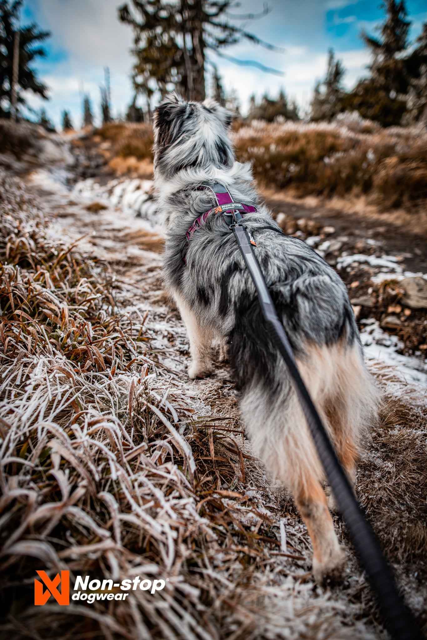 Non-stop Dogwear Line Harness 5.0