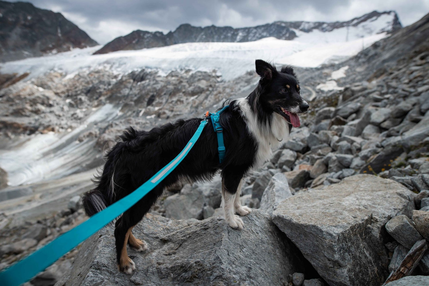 Non-stop Dogwear Line Harness 5.0