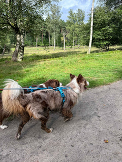 Non-stop Dogwear Line Harness 5.0