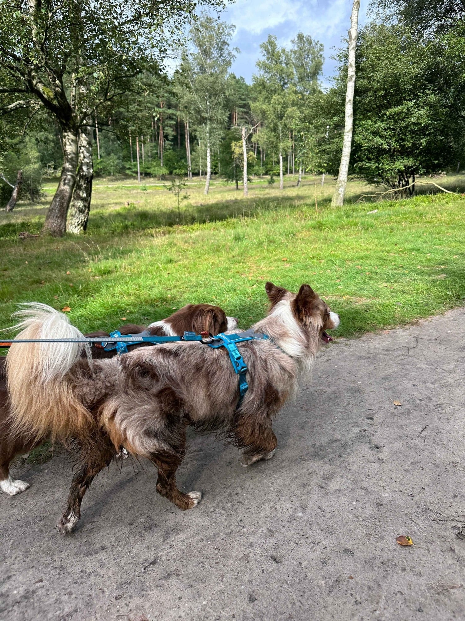 Non-stop Dogwear Line Harness 5.0