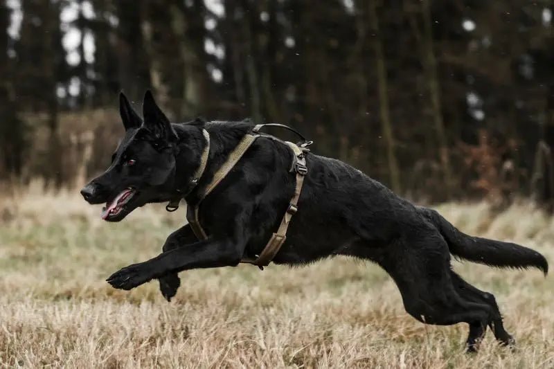 Non-stop dogwear Line Harness Grip WD