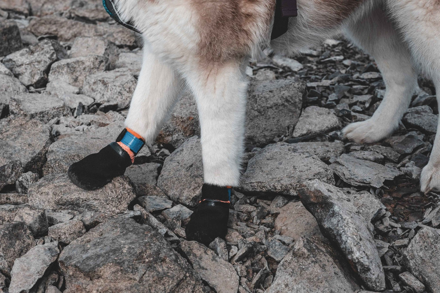 Non-stop Dogwear Protector bootie