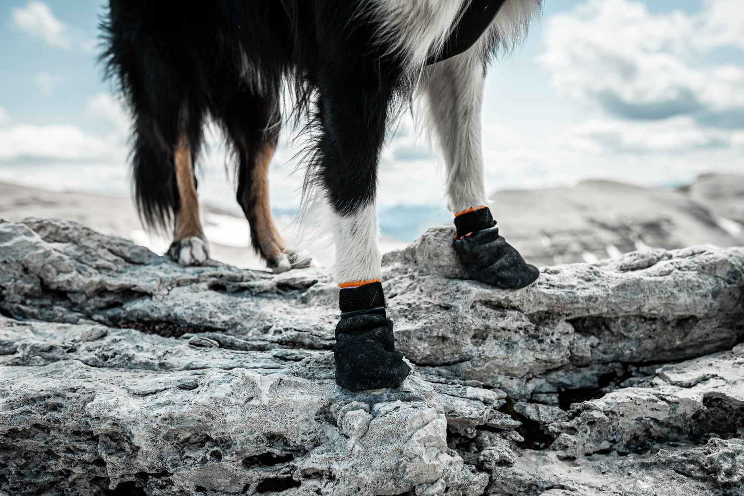 Non-stop Dogwear Protector bootie