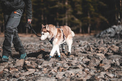 Non-stop Dogwear Protector bootie