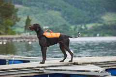 Non-stop dogwear Protector life jacket