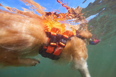 Non-stop dogwear Protector life jacket