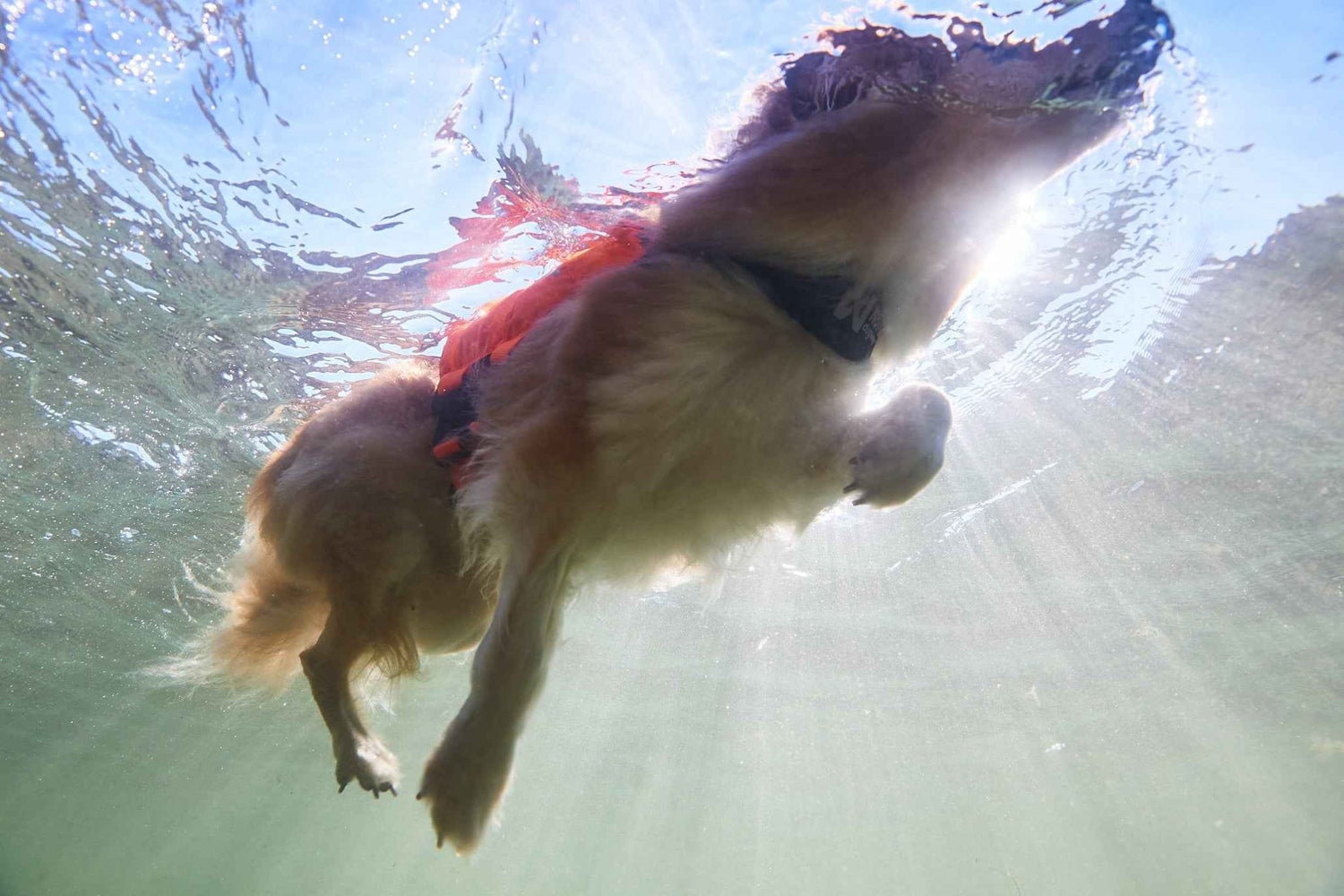 Non-stop dogwear Protector life jacket