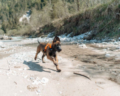 Non-stop Dogwear Ramble Harness