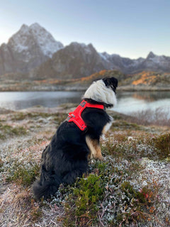 Non-stop Dogwear Ramble Harness