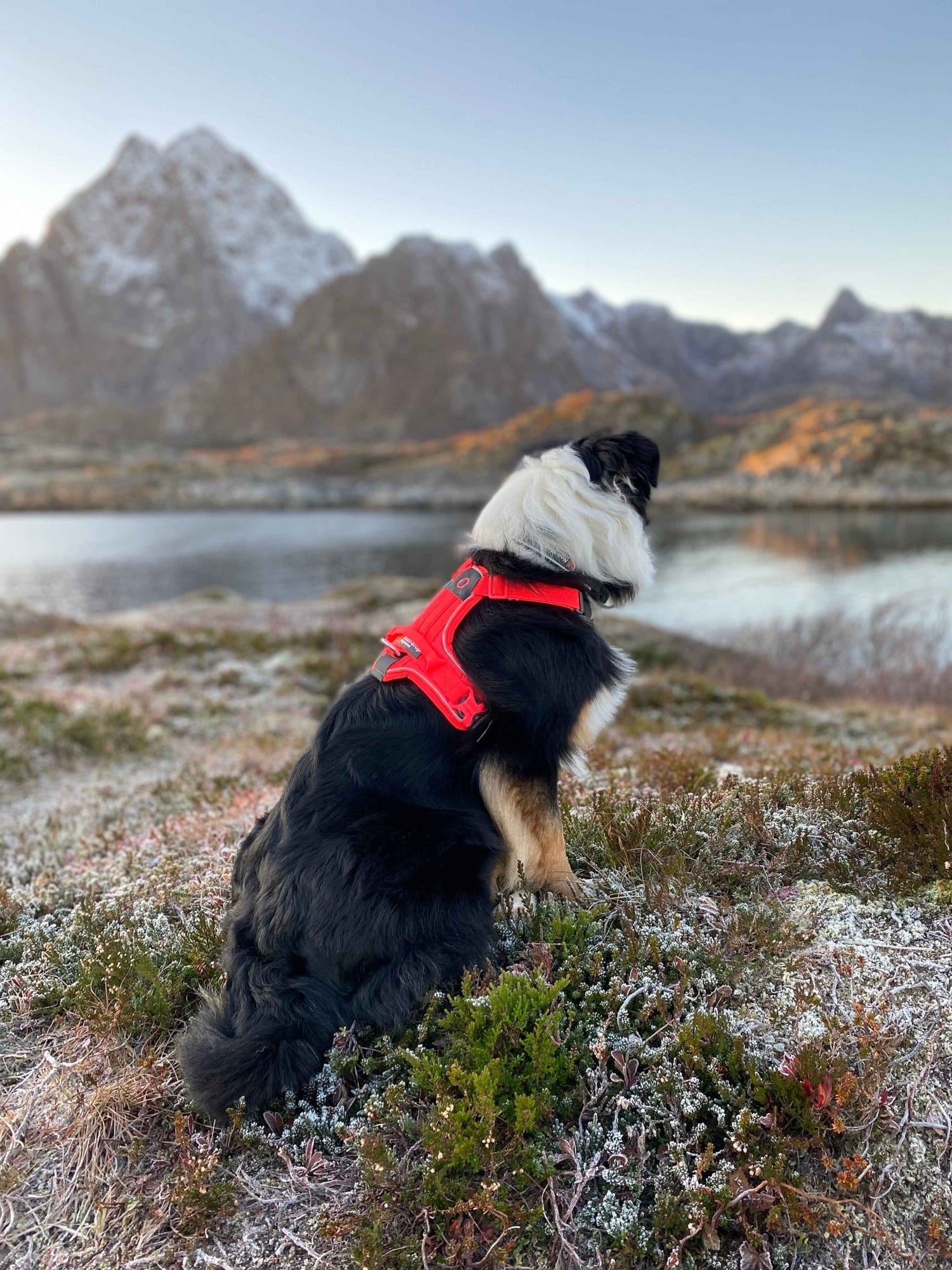 Non-stop Dogwear Ramble Harness