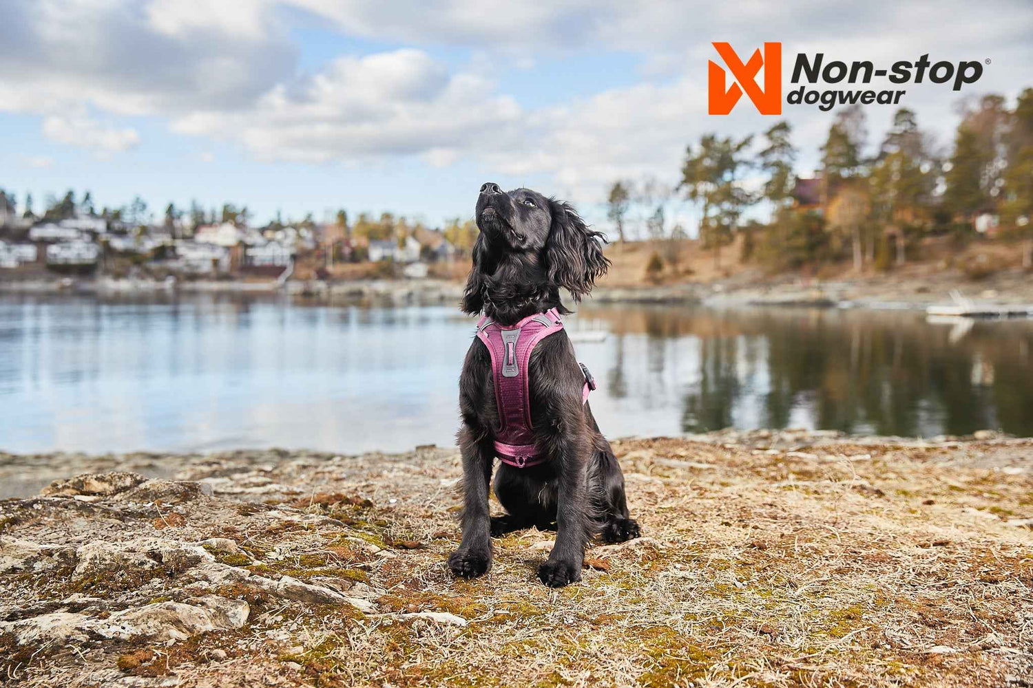 Non-stop Dogwear Ramble Harness